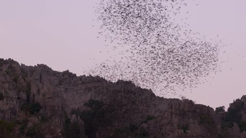 Bat flying out of a cave at sunset in Thailand.