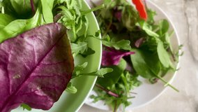 Organic mixed green fresh salad, frisée, radicchio, arugula, lettuce leaves, spinach, mongold, red chard, healthy food, vitamins and fiber, detox, diet, close up, macro