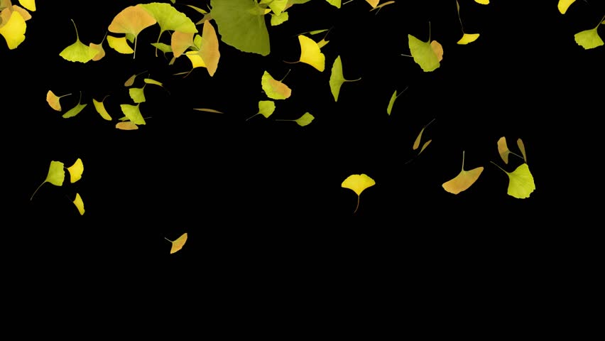 A CG image of ginkgo leaves dancing beautifully. The beautiful yellow leaves of Japan's autumn colors dance magically against the black background.