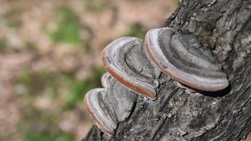 Mushroom growing on tree. Fungus pest on a tree in an orchard. Plant disease. Parasites on bark.