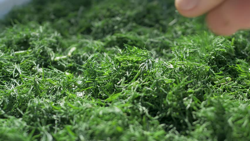 Man touches fragrant dill that is drying in sun. Dill was harvested from garden near his house and will be used as organic, healthy spices for winter food
