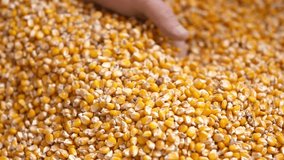 Slow Motion Farmer Hands Cupping Maize Kernels in Field After Harvest is Done. sowing, Top view of popped corn kernels, Shortages in cooking plant HD