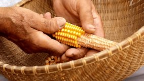 Woman grabbing corn grains with hands Slow motion holding maize corn harvest cereal plant women's hands sift the corn kernel grain between their palms