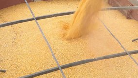 Combine Harvester Harvesting Maize. farmer SLO MO seeds Combine Loading Harvested Corn Grains into Tractor Trailer at Field film - moving image 4K HD