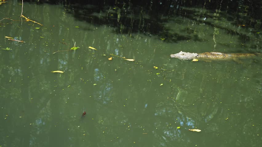 The broad-snouted caiman is a crocodilian in the family Alligatoridae found in eastern and central South America, including southeastern Brazil, northern Argentina, Uruguay, Paraguay, and Bolivia.