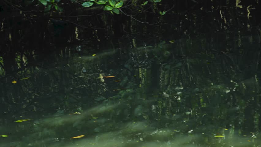 The broad-snouted caiman is a crocodilian in the family Alligatoridae found in eastern and central South America, including southeastern Brazil, northern Argentina, Uruguay, Paraguay, and Bolivia.