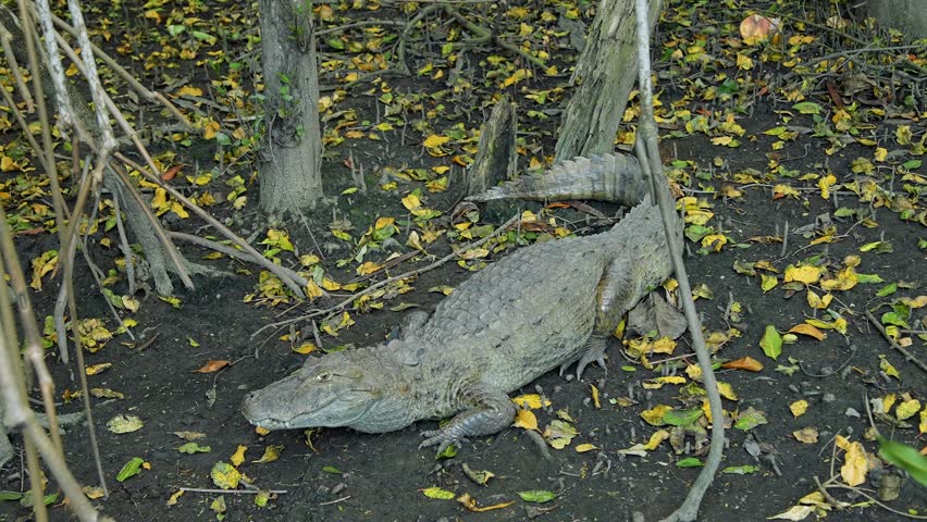 The broad-snouted caiman is a crocodilian in the family Alligatoridae found in eastern and central South America, including southeastern Brazil, northern Argentina, Uruguay, Paraguay, and Bolivia.