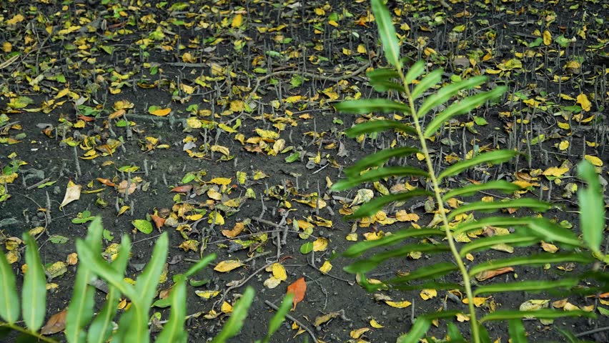 The broad-snouted caiman is a crocodilian in the family Alligatoridae found in eastern and central South America, including southeastern Brazil, northern Argentina, Uruguay, Paraguay, and Bolivia.