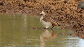 An Egyptian goose (Alopochen aegyptiacus) standing in shallow water, South Africa