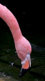 American Pink Flamingo Phoenicopterus ruber Macro Head Tracking