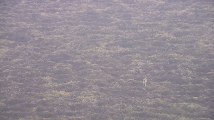 Aerial view of wild Gray Wolf hunting for food snowy tundra mountain Wilderness of Alaska USA