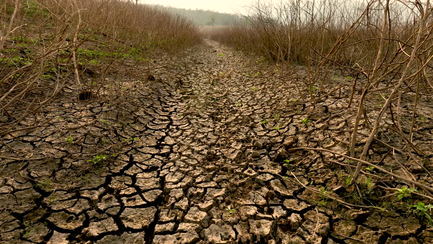 Dry riverbed reveals impact of climate change, lush trees to dead timber, flowing water to cracked mud. Rising temperatures lead to drought. Royalty-Free Stock Footage #3462894019