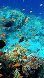 Underwater Blue Water Tropical Reef. Tropical underwater sea fish. Colourful tropical coral reef. Marine life sea world. Vertical video