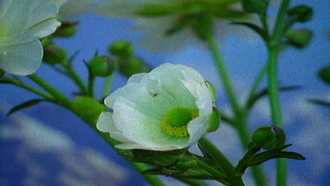 Timelapse of buttercup flower blooming Adlı Stok Video