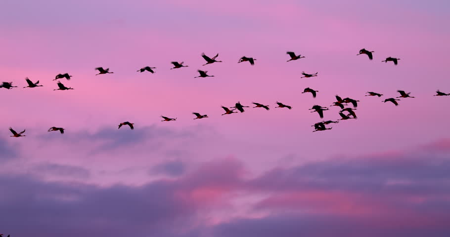 Birds Migration. Flock Of Common Cranes Or Eurasian Cranes Fly In Sunny Sunset Sunrise Sky. Common Crane Or Grus Grus. Nesting Cranes, Nest. Europe. Yellow orange pink violet purple Colors, Dark Birds