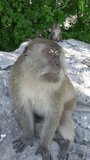 wild crab eating macaque on Monkey Island near Phi Phi Thailand. A vertical video.