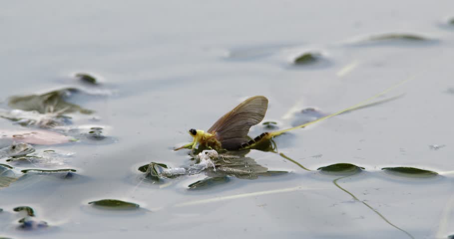 A long-tailed mayfly resting on leaf on river Tisza next to its exoskeleton