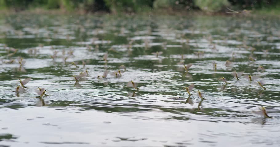 Close up footage of long-tailed mayflies hovering over surface of river Tisza