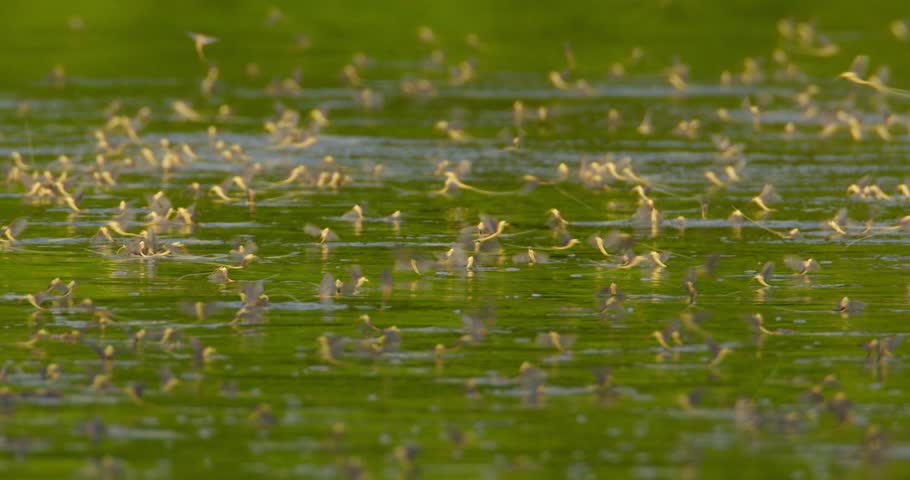 Swarm of long-tailed mayflies on surface of river Tisza in Serbia