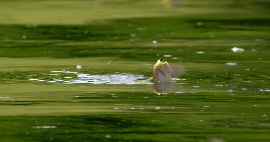Close up footage of long tailed mayfly in swarm moving on river surface