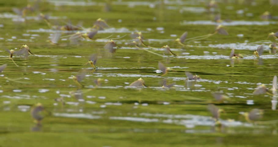 Close up footage of swarm of long-tailed mayflies moving above river surface