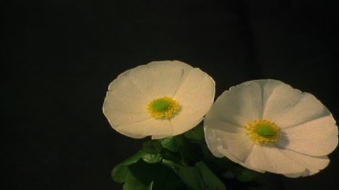 Timelapse of buttercup flower blooming วิดีโอสต็อก