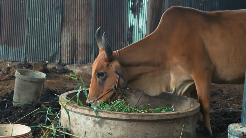 A large brown cow is eating grass on a farm.