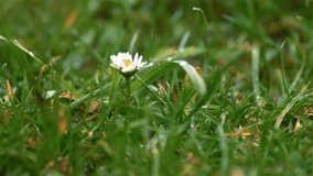 It is raining in green grassy meadow with white daisy flower, slow motion of fresh spring rain - Powered by Shutterstock - Get 15% off with code: PIKWIZARD15