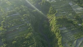 Spectacular aerial view of a tropical ravine between agricultural field. There is green plantation on both sides of the ravine. 4k footage