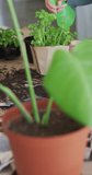 Vertical video of happy caucasian woman watering her plants of herbs. Spending quality time at home concept.