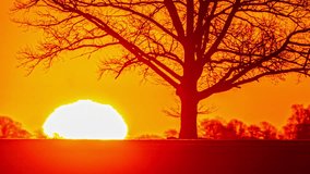 Fiery golden sunrise time lapse beyond the silhouette of a tree  - Powered by Shutterstock - Get 15% off with code: PIKWIZARD15