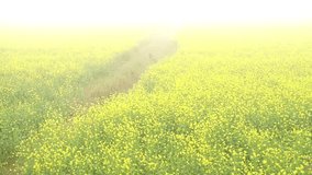 Fog in winter and look mustard field is powerful standing this time 