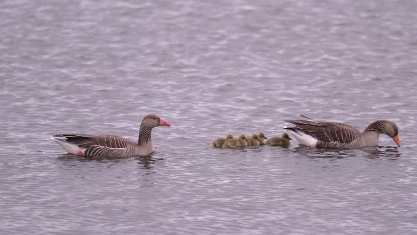 Close up of swimming Greylag goose (Anser anser) family. Small chicks of greylag goose together with their parents on a cloudy day 4k
