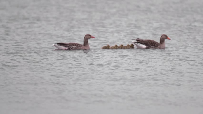 Close up of swimming Greylag goose (Anser anser) family. Small chicks of greylag goose together with their parents on a cloudy day 4k