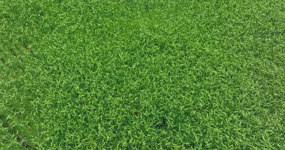 Hullessbarley in growth in the field , China