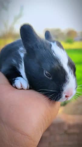 Cute Small Rabbit Baby Setting on Hand 