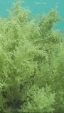 Vertical video, Soft coral Yellow Broccoli or Broccoli coral (Litophyton arboreum) on sandy bottom, tropical fish of different species swim around, on blue water background on sunny day, Slow motion