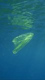 Vertical video, Yellow plastic bag floating underwater, slow motion.Transparent plastic bag drifts under surface of water, tropical fish swim nearby. Plastic pollution of Ocean