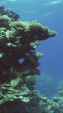 Vertical vdeo, Beautiful hard coral reef at depth in coral garden on blue water background, Slow motion. Natural underwater seascape, Camera moving forwards approaching the reef
