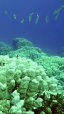 Vertical video, Group of Yellow-tail Barracuda (Sphyraena flavicauda) swims in the deep over coral garden in blue water, Slow motion
