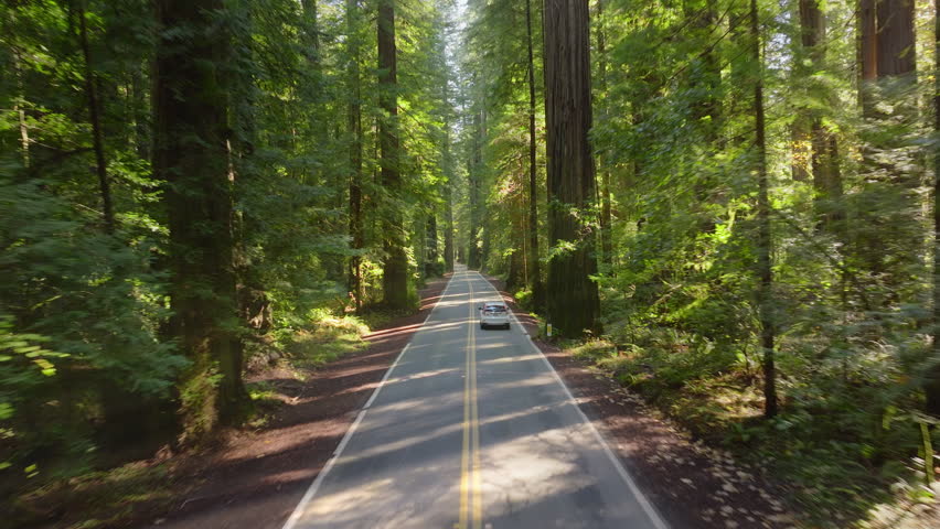 Aerial view of white car speeding on highway in Redwood National and State Parks, California, USA. Drone flying in green woods with asphalt road. Sun shining rays lights between the trees, 4k footage 