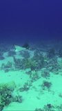 Vertical video, Slow motion, Eagle ray slowly fly in depth over sandy coral bottom