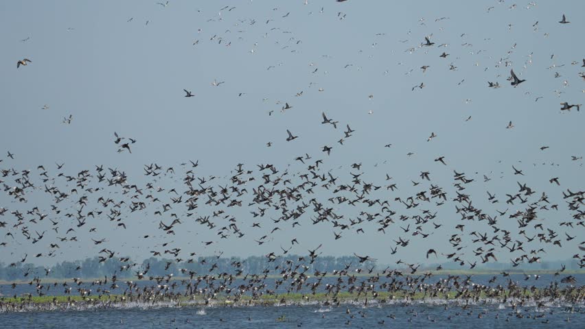 Garganey  Spatula querquedula Common Winter Visitor Seasonal migration to escape cold weather natural swamp at Bung Boraphet. 