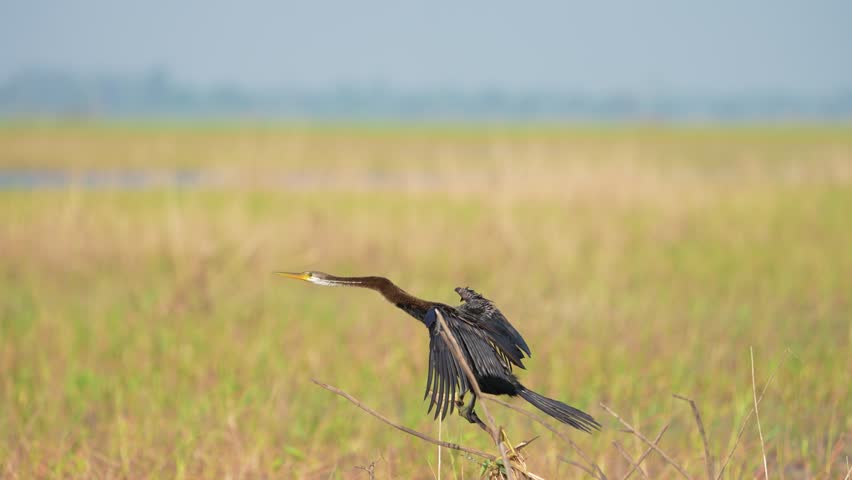 Anhinga bird in the field