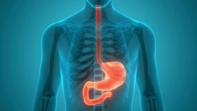 Human Digestive System Stomach Anatomy Animation Concept