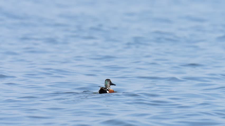 Spatula clypeata Northern Shoveler Seasonal migration to escape cold weather natural swamp at Bung Boraphet. 