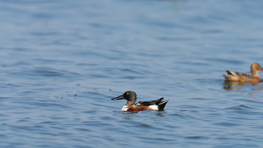 Spatula clypeata Northern Shoveler Seasonal migration to escape cold weather natural swamp at Bung Boraphet. 