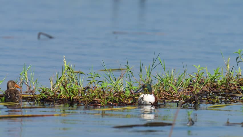 Spatula clypeata Northern Shoveler Seasonal migration to escape cold weather natural swamp at Bung Boraphet. 