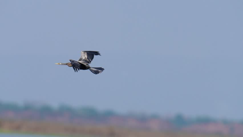 Great Cormorant black-billed bird flying over the swamp