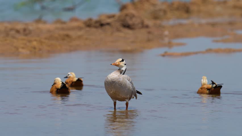 Bar-headed goose The fur on the body is gray, the throat is white, face and bill are yellow